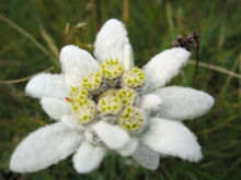 edelweiss flower